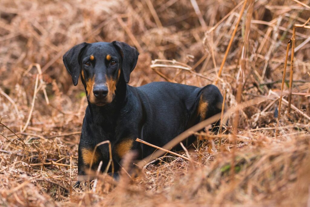 Doberman je elegantan i snažan pas, poznat po svojoj hrabrosti i zaštitničkoj prirodi.