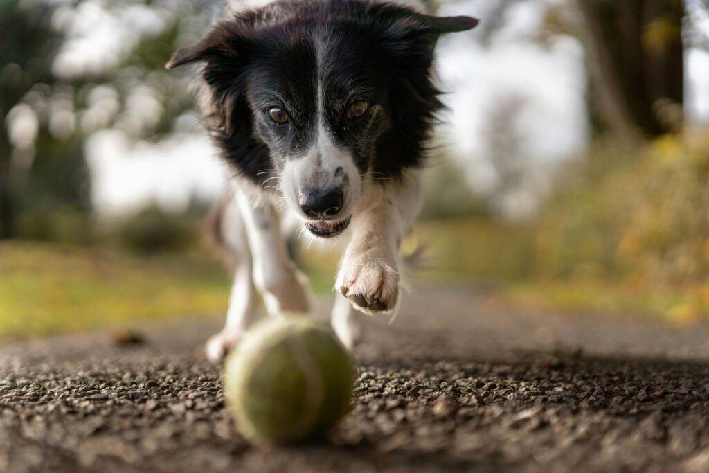 Border Collie je jedna od najinteligentnijih pasmina, uzgajana za čuvanje ovaca.