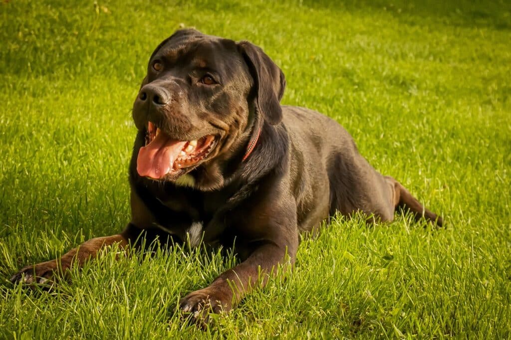 Cane Corso je snažan i odan pas, tradicionalno korišten za čuvanje imanja.