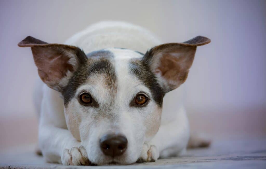 Jack Russell terijer je malena, ali neustrašiva pasmina, poznata po svojoj energiji i lovačkim instinktima.