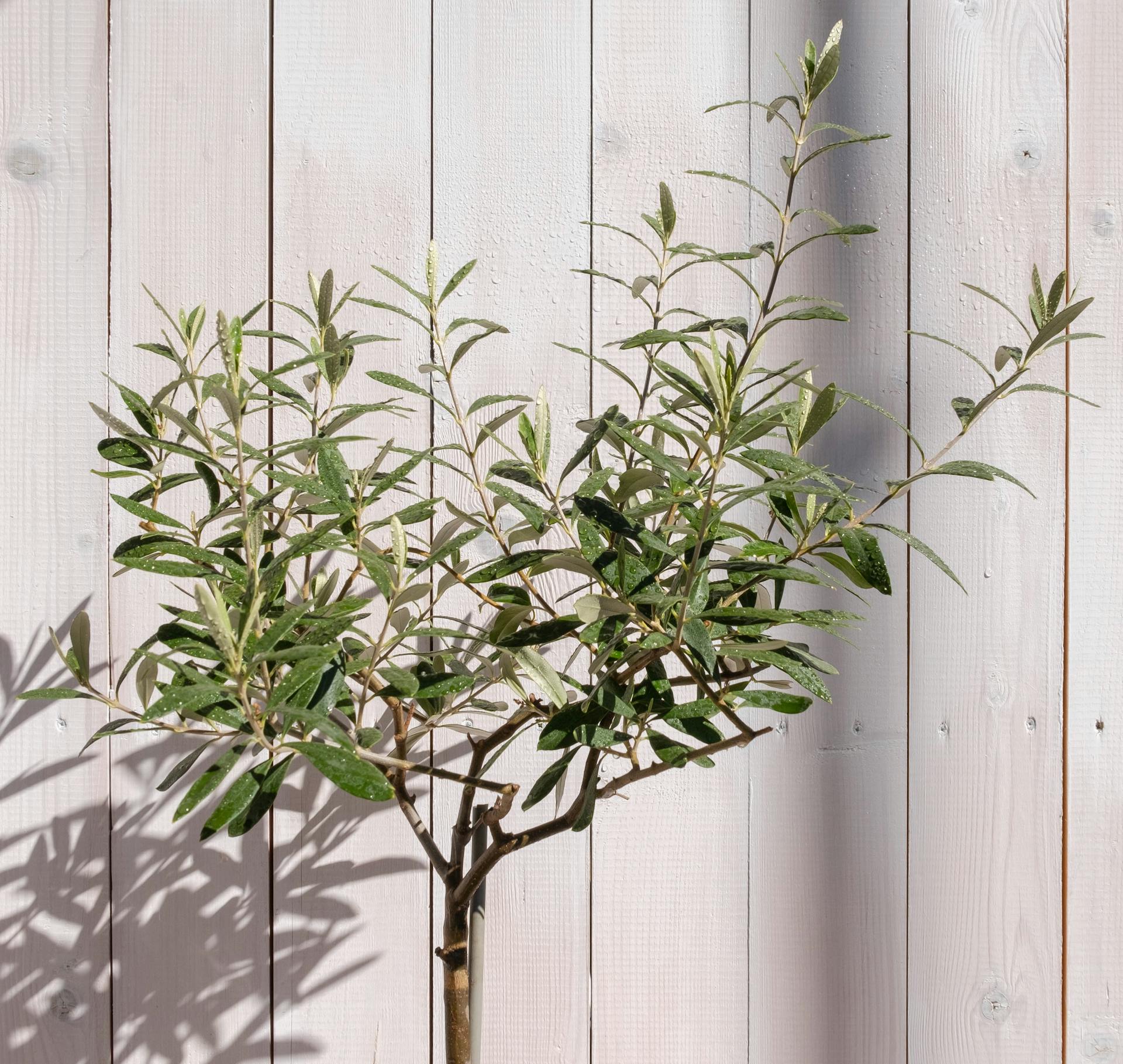 Najugro enije ivotinje Na Svijetu 8 Veli anstvenih Vrsta Koje Trebaju 