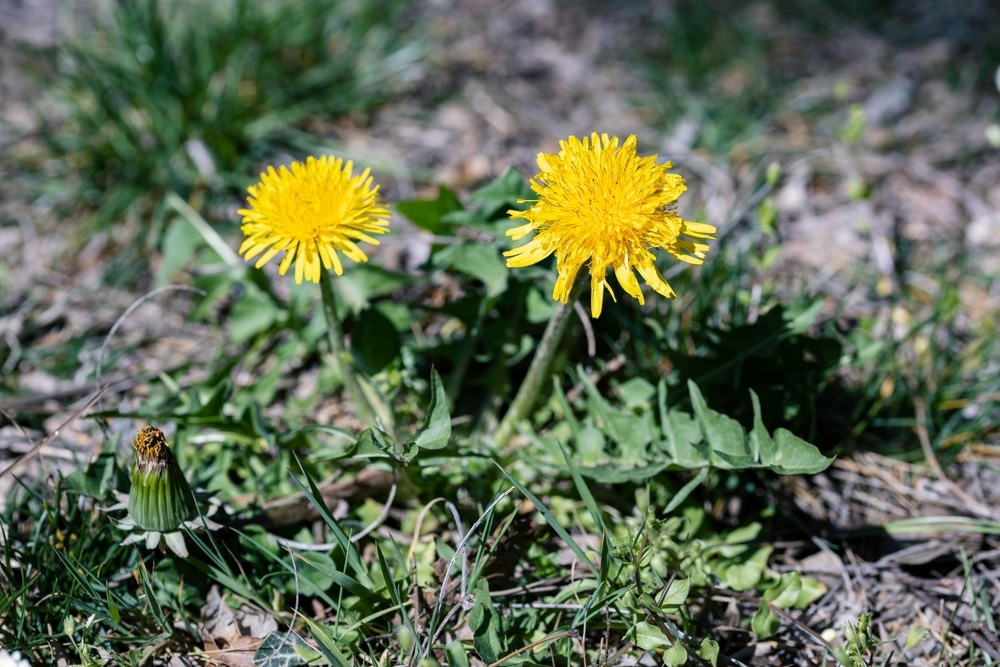 Maslačak (Taraxacum officinale)