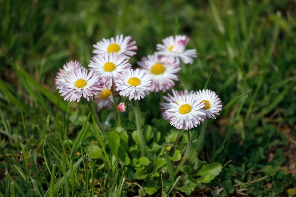 Tratinčica (Bellis perennis)