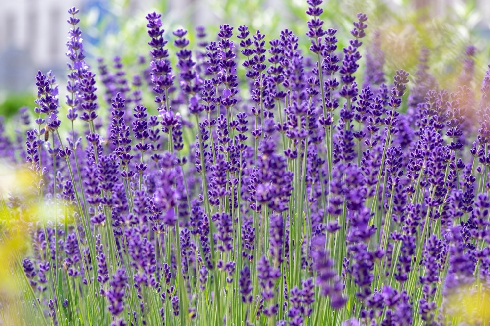 Lavanda (Lavandula angustifolia)