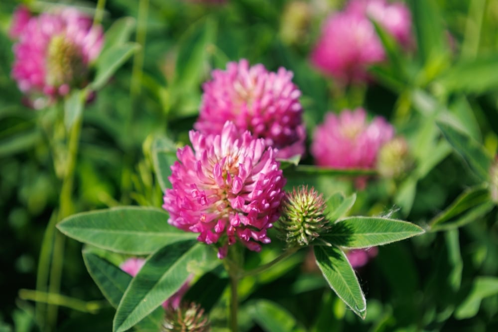 Djetelina (Trifolium pratense)