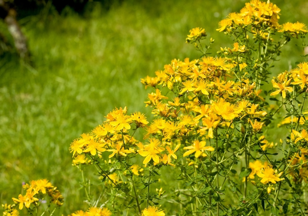 Gospina trava (Hypericum perforatum)