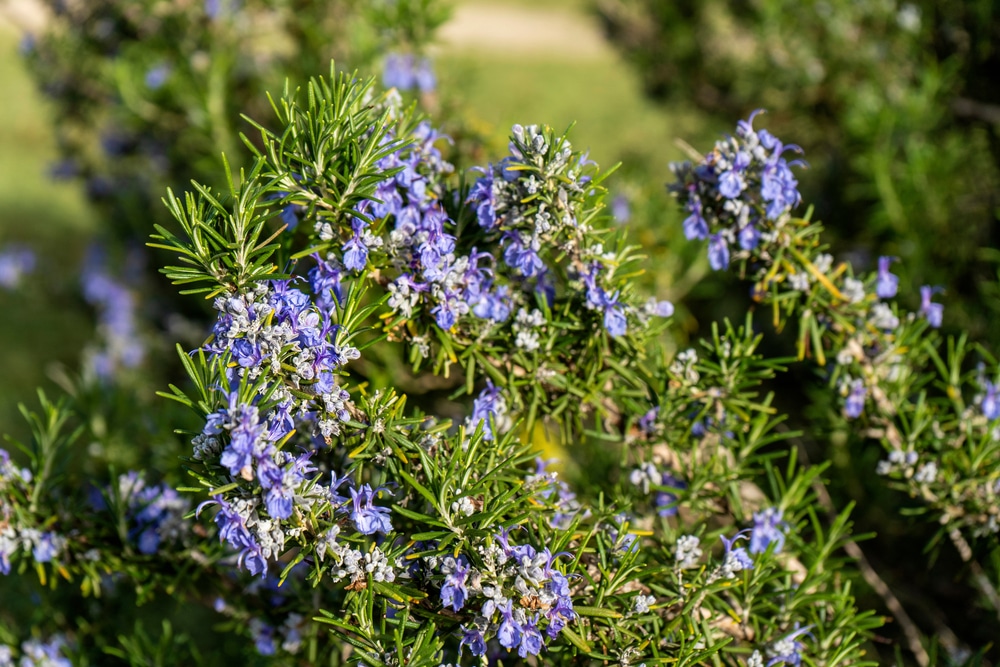 Ružmarin (Rosmarinus officinalis)