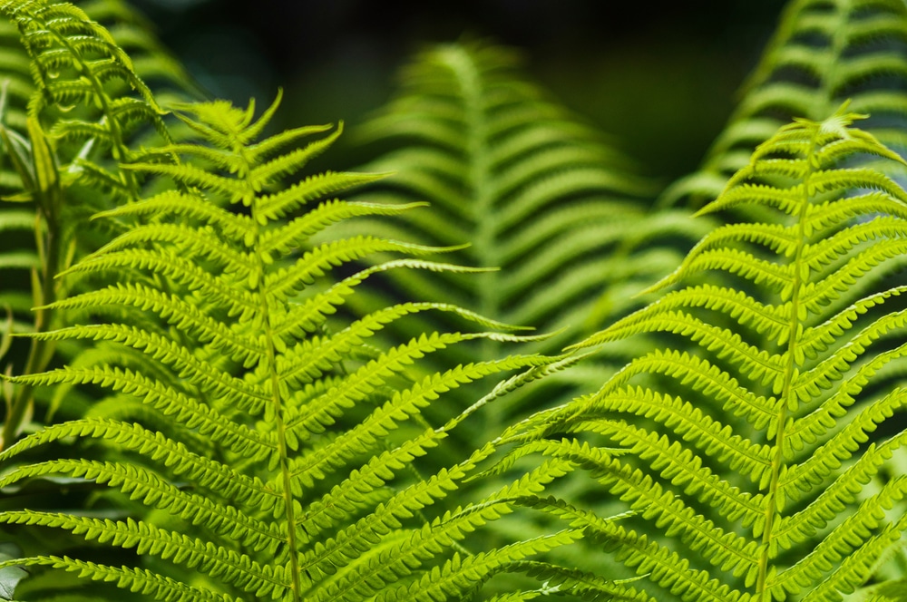 Paprat (Polypodium vulgare)