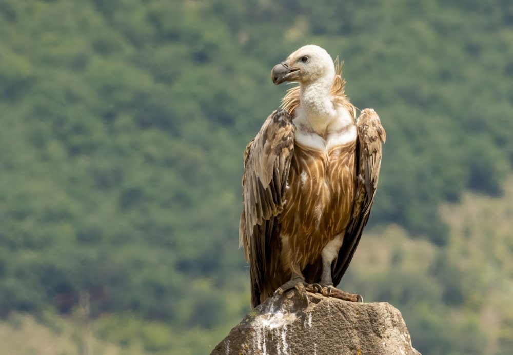 Bjeloglavi sup (Gyps fulvus)