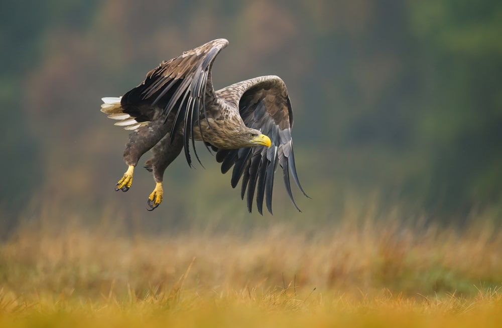 Štekavac (Haliaeetus albicilla)