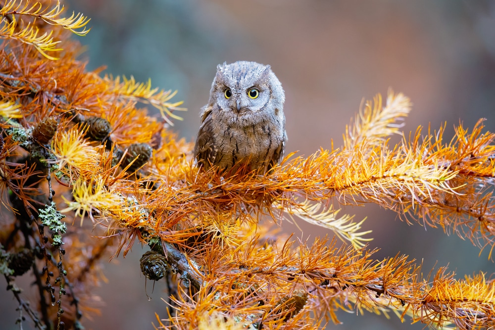 Prugasti ćuk (Otus scops)