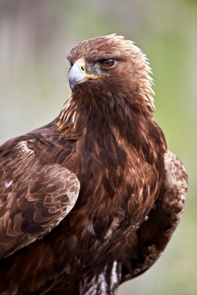 Suri orao (Aquila chrysaetos)