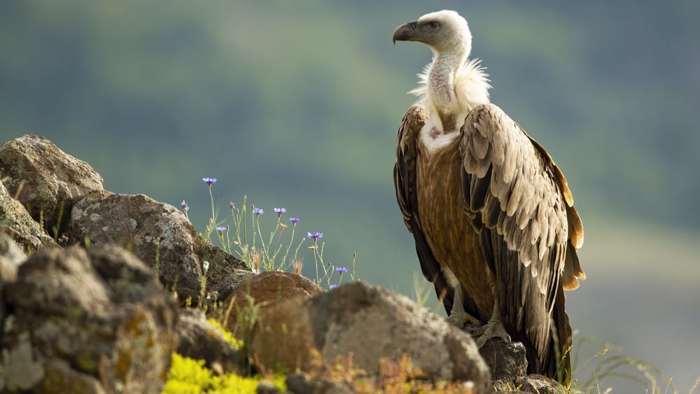 Kako prepoznati ugrožene vrste u Hrvatskoj? Evo 7 primjera