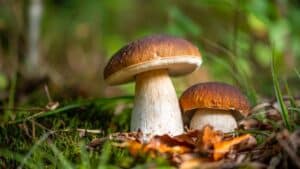 Kako šume čuvaju klimu? Evo 7 uloga u bioraznolikosti