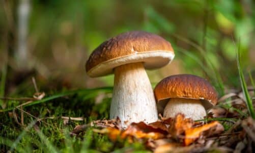 Kako šume čuvaju klimu? Evo 7 uloga u bioraznolikosti