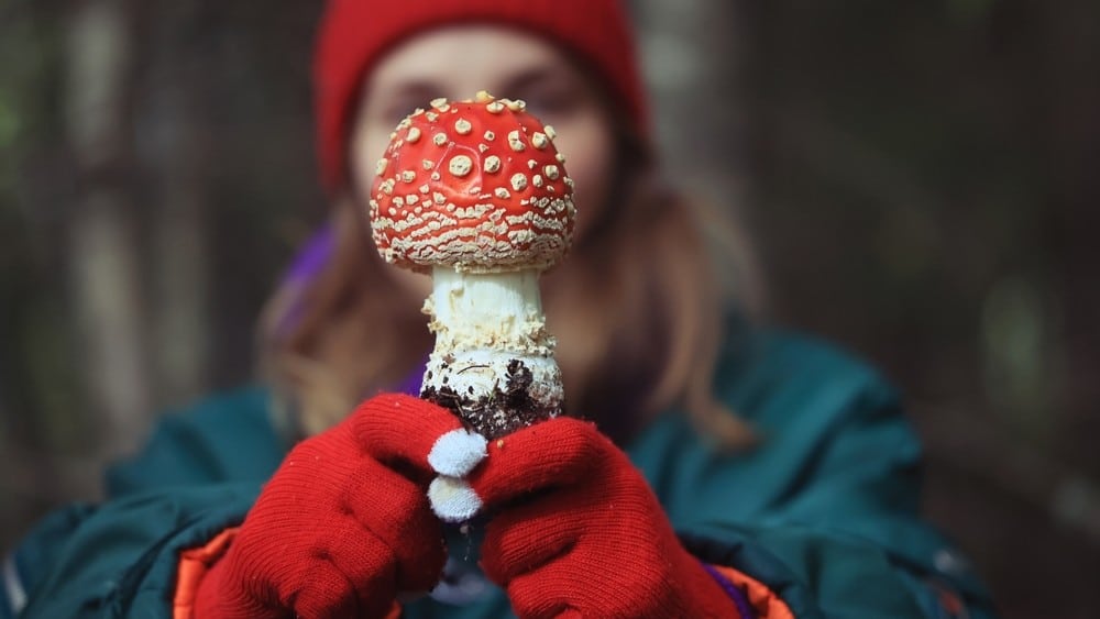 Kako razaznati biljne vrste na Papuku? Evo 7 brzih načina