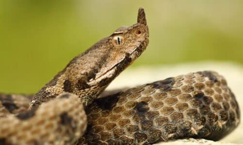 Što učiniti kod susreta sa zmijom? Evo 15 korisnih uputa