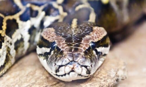 Što je anakonda i gdje živi? Donosimo 9 činjenica