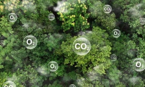 Što je pošumljavanje i kakav je efekt? Evo 11 činjenica