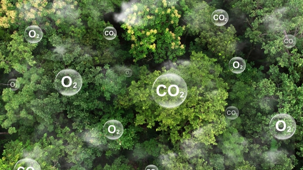 Što je pošumljavanje i kakav je efekt? Evo 11 činjenica