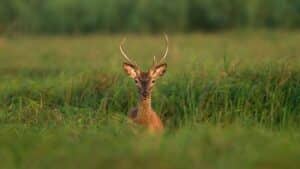 Kopački rit: Najveće močvarno područje u Hrvatskoj