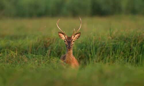 Kopački rit: Najveće močvarno područje u Hrvatskoj
