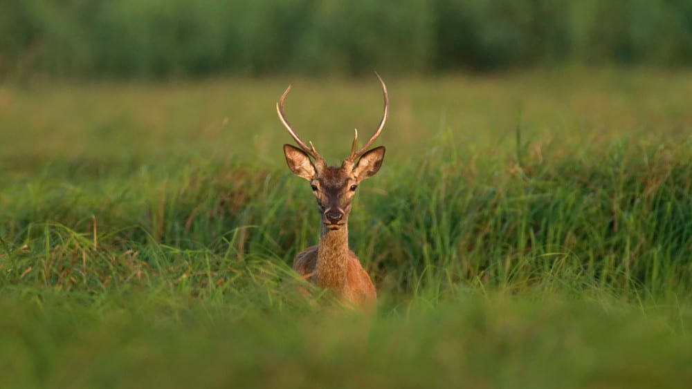 Kopački rit: Najveće močvarno područje u Hrvatskoj