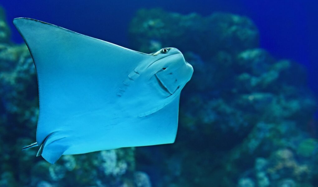 Što je raža i zašto je zaštićena? Evo 9 zanimljivosti