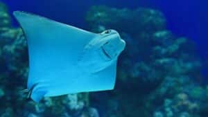 Što je raža i zašto je zaštićena? Evo 9 zanimljivosti