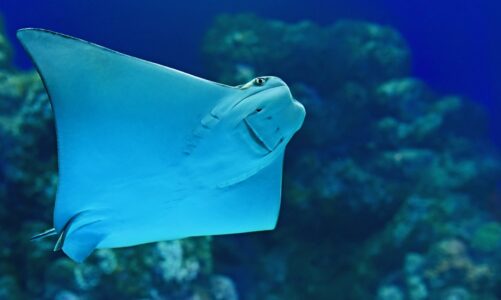 Što je raža i zašto je zaštićena? Evo 9 zanimljivosti