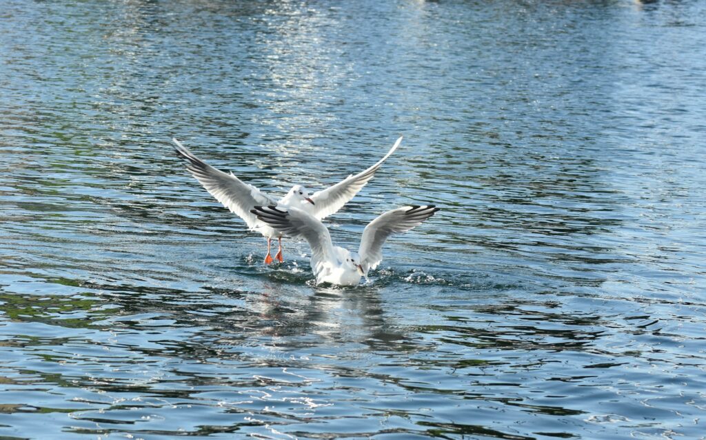Imaju žlijezde koje filtriraju sol