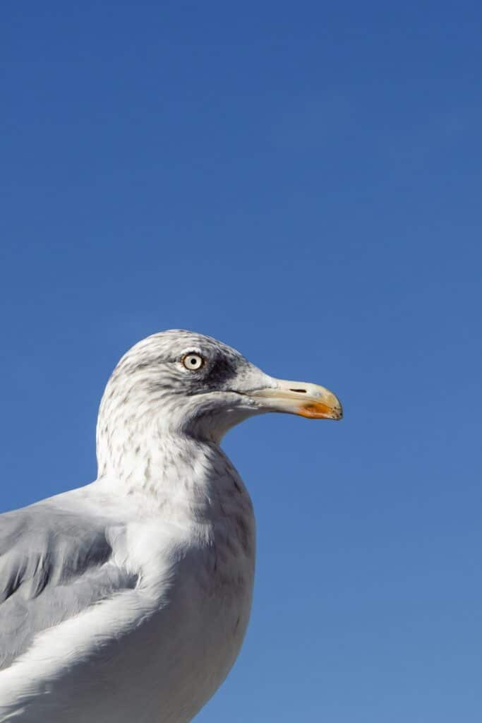 Brzo se prilagođavaju prehrambenim promjenama