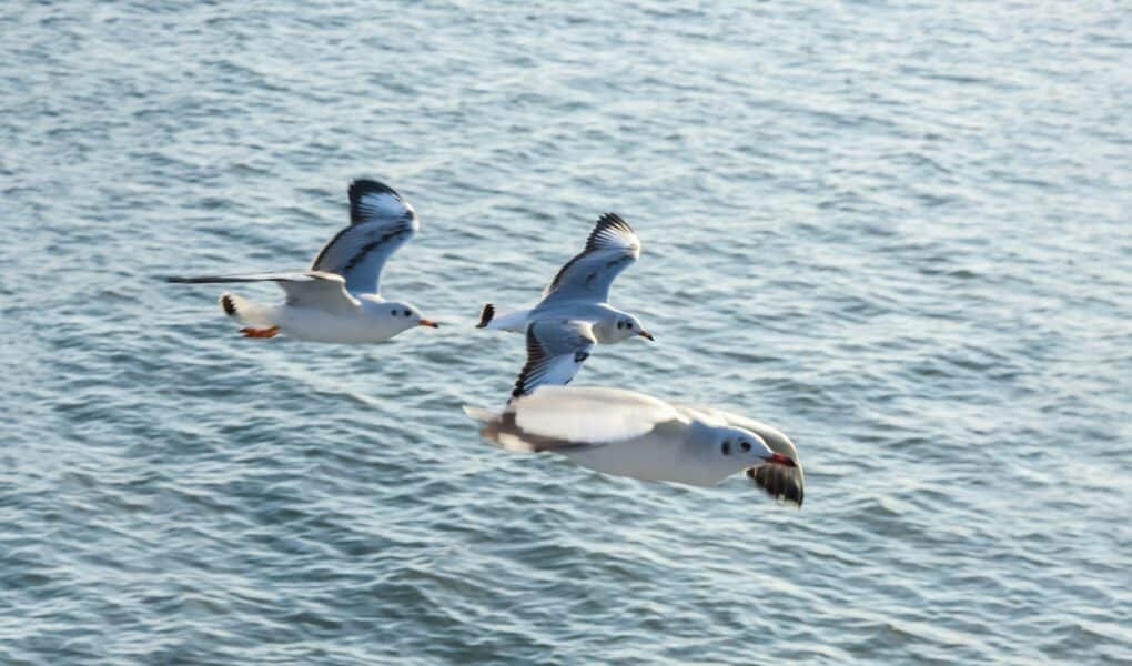 Kako galebovi preživljavaju na moru? Evo 13 zanimljivosti