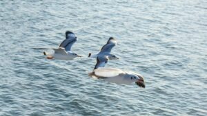 Kako galebovi preživljavaju na moru? Evo 13 zanimljivosti
