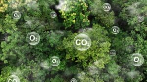 Šumska staništa: Zašto su ključna za klimatsku stabilnost