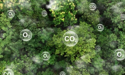 Šumska staništa: Zašto su ključna za klimatsku stabilnost