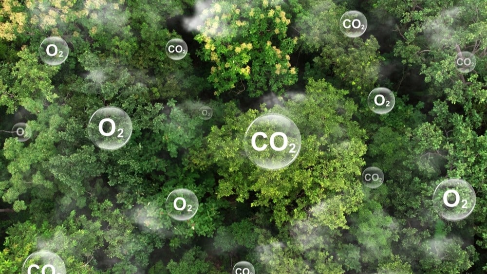 Šumska staništa: Zašto su ključna za klimatsku stabilnost