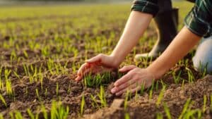 Vrste tla i kako utječu na biljni i životinjski svijet