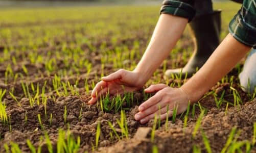 Vrste tla i kako utječu na biljni i životinjski svijet