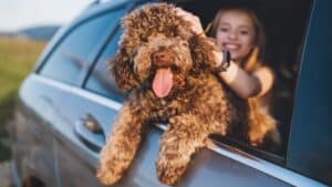 Zakon o zaštiti životinja: Što štiti i kako se primjenjuje