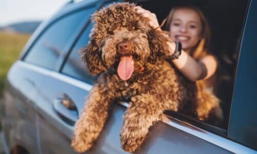 Zakon o zaštiti životinja: Što štiti i kako se primjenjuje