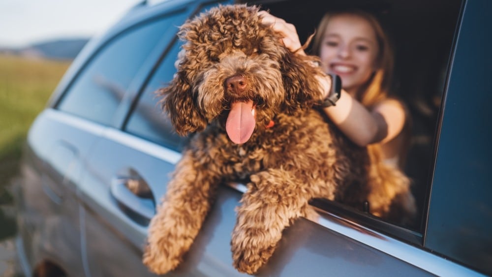Zakon o zaštiti životinja: Što štiti i kako se primjenjuje