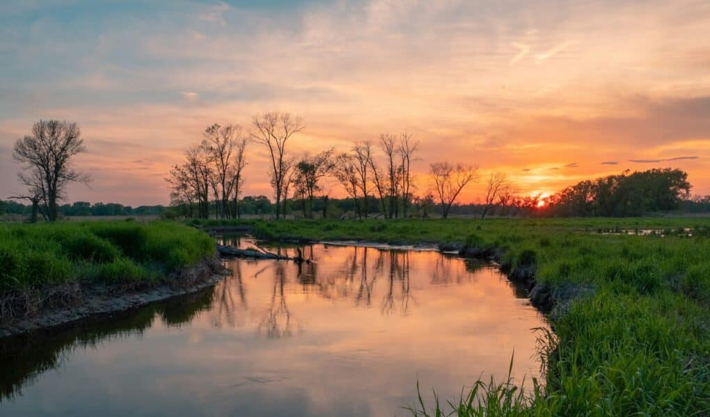 Močvarna staništa: Najugroženiji ekosustavi današnjice