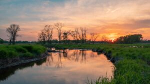 Močvarna staništa: Najugroženiji ekosustavi današnjice