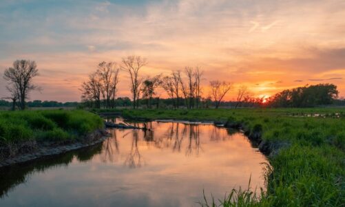 Močvarna staništa: Najugroženiji ekosustavi današnjice